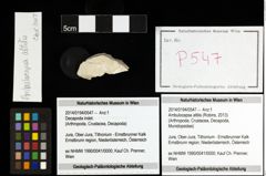 Foto (Objekt + Etiketten) von Ambulocapsa altilis (Robins, 2013) 